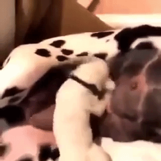 puppy nursing funny
